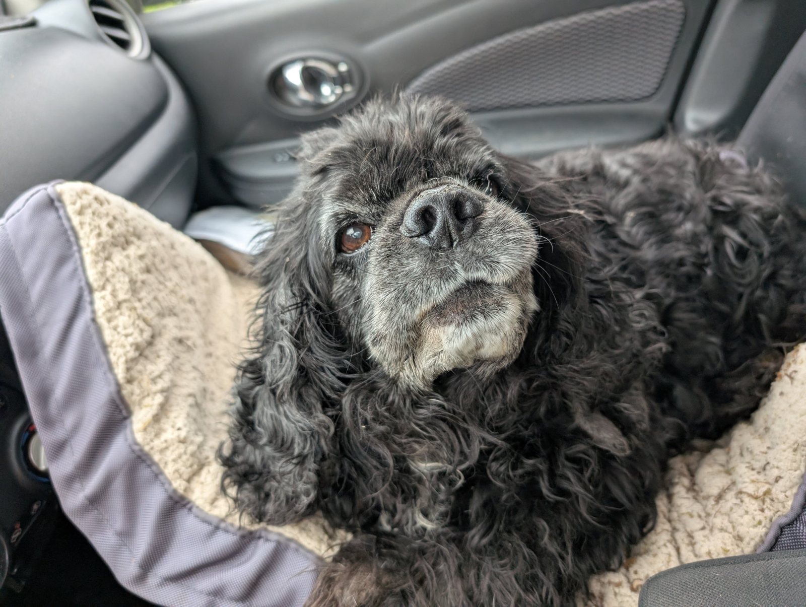 Black cocker spaniel in a car dog bed