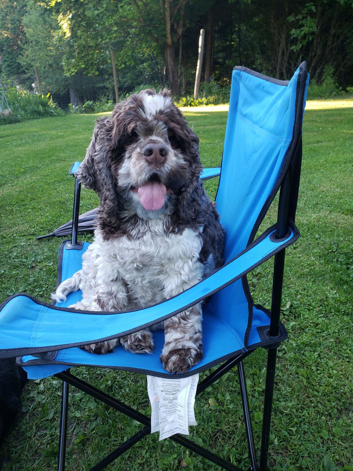 Brown and white cocker spaniel sitting in a blue camp chair