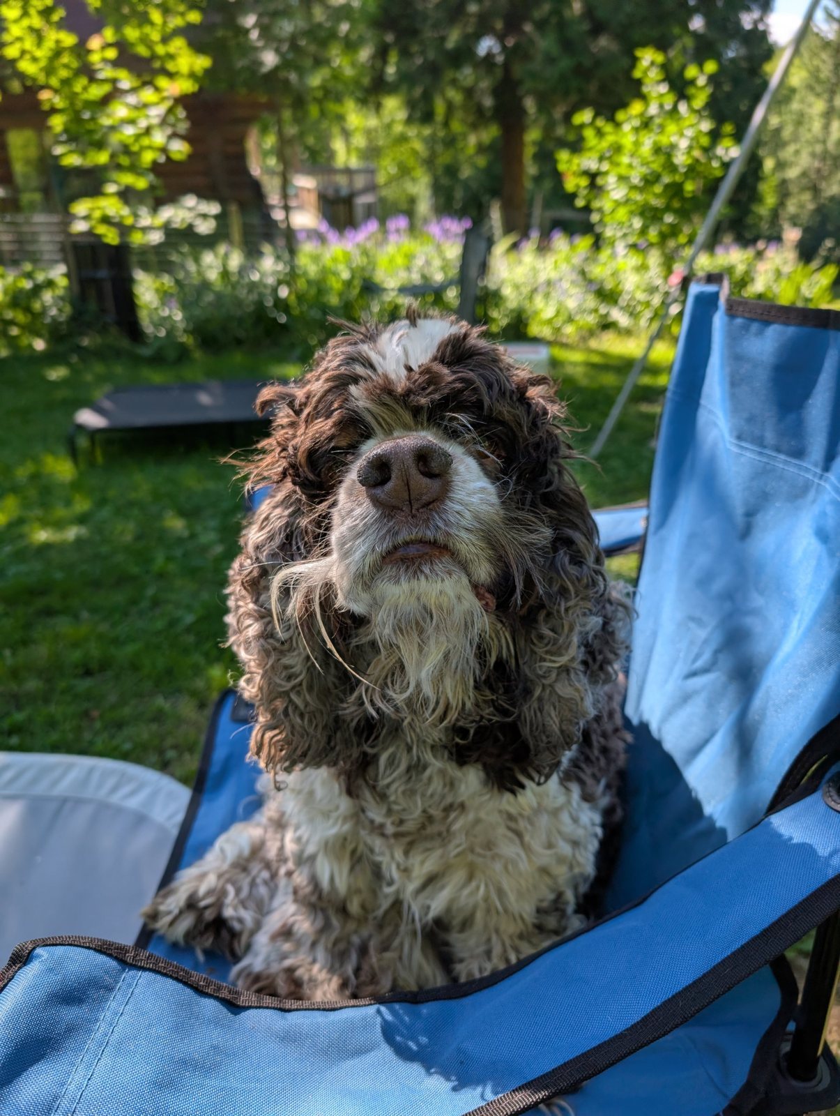 Brown and white cocker spaniel in a blue camp chair in the garden