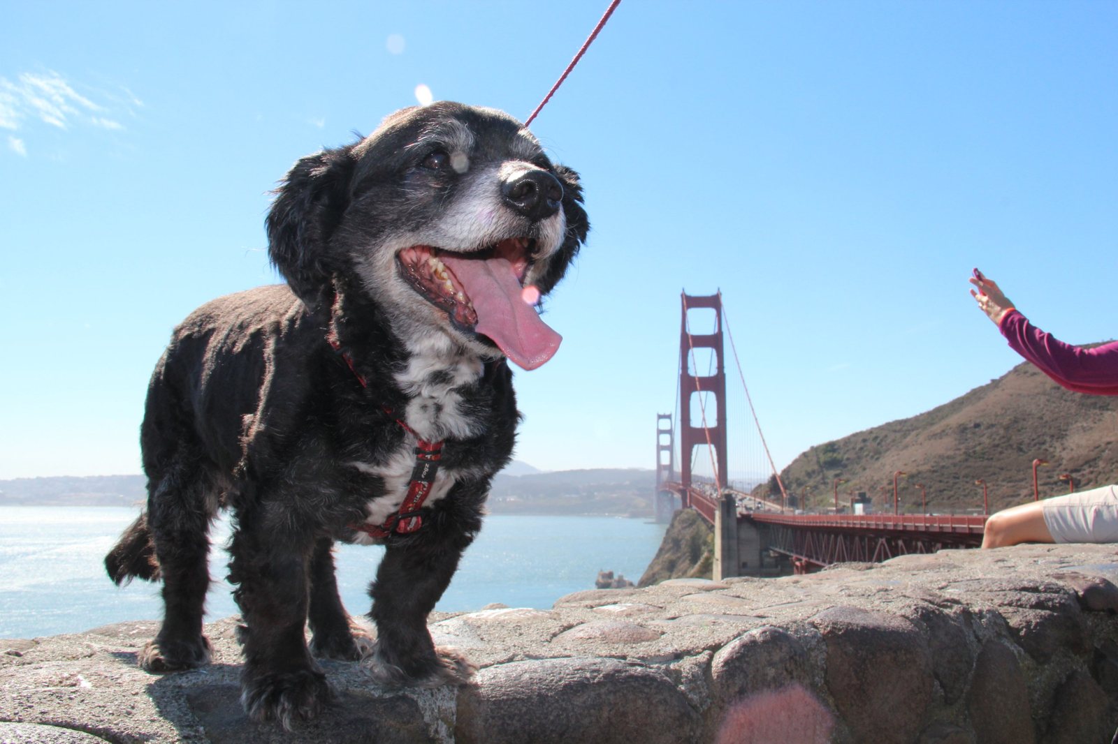 Happy dog on a stone wall by the Golden Gate Bridge
