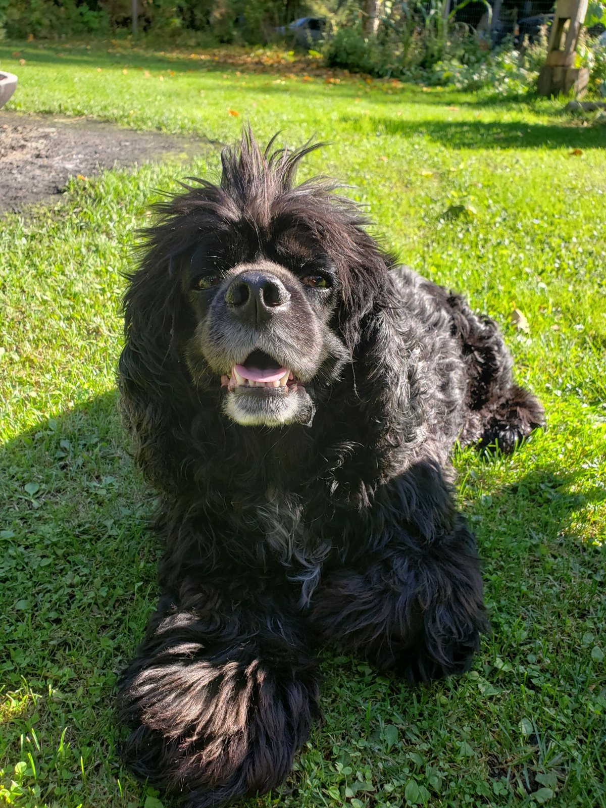 Black cocker spaniel lying in the grass in the sun