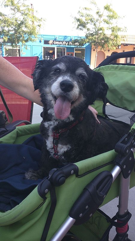 Grey-muzzled dog smiling in a green stroller