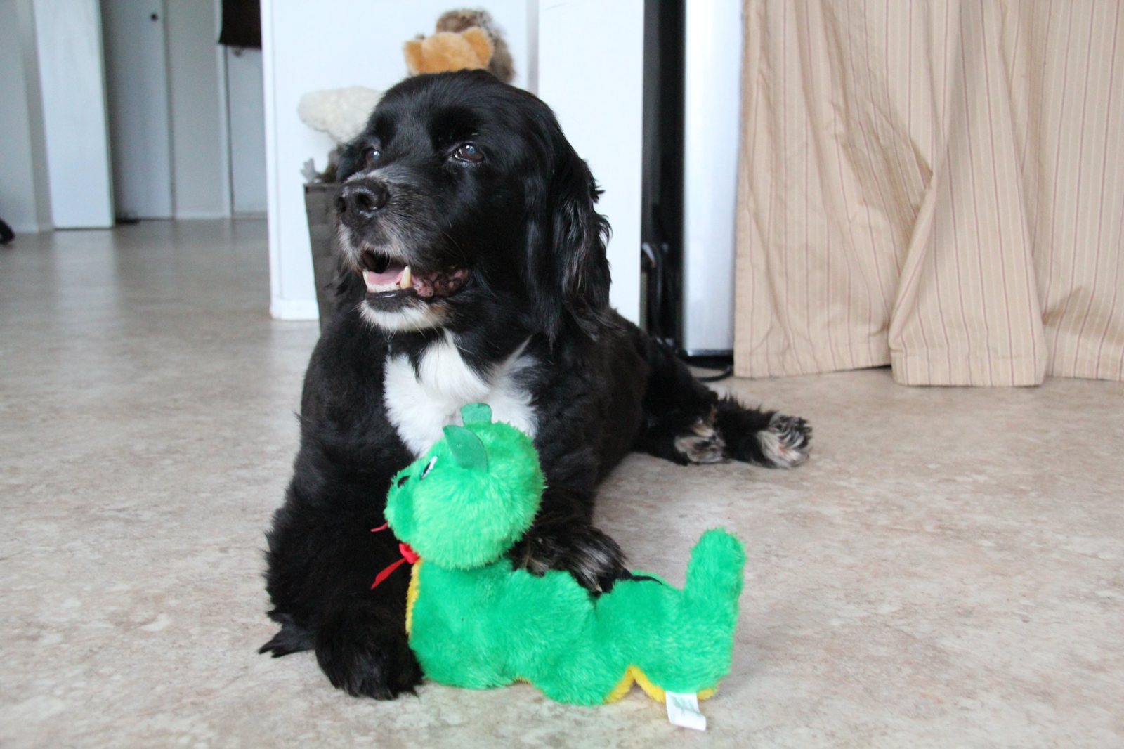 Black and white cocker spaniel with a green plush toy