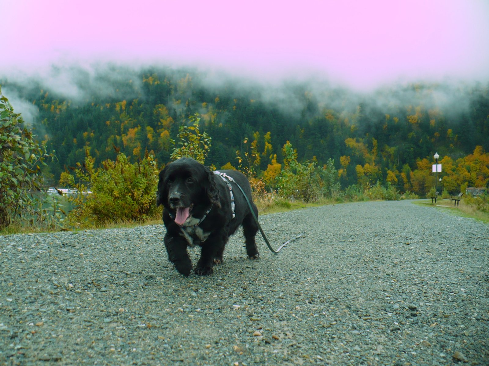 Black cocker spaniel walking a gravel trail below misty autumn hills